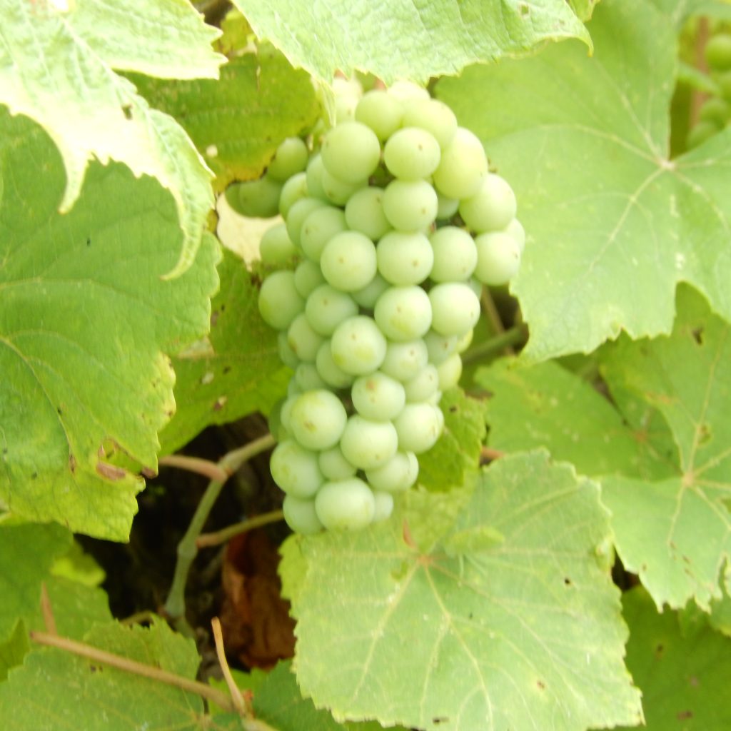 Norton Grapes in Kentucky